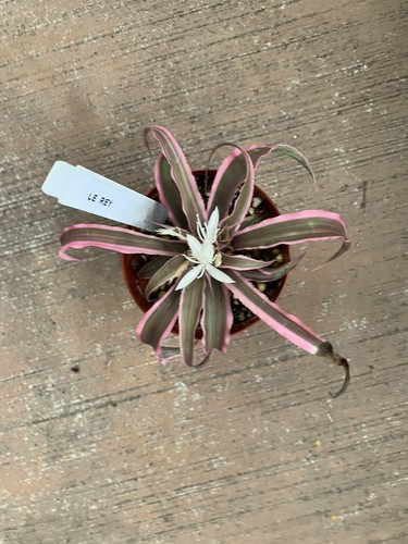 Cryptanthus rey earth star - cryptanthus,