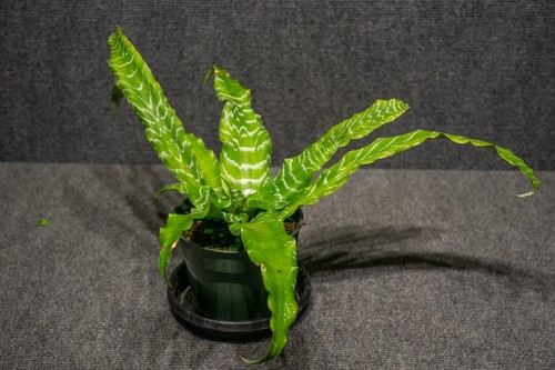 Cryptanthus betty ann prevatt - betty,