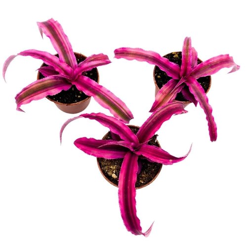 Cryptanthus bivittatus inch - cryptanthus, 2