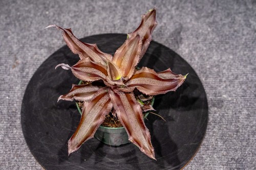 Cryptanthus menescal pot - menescal,