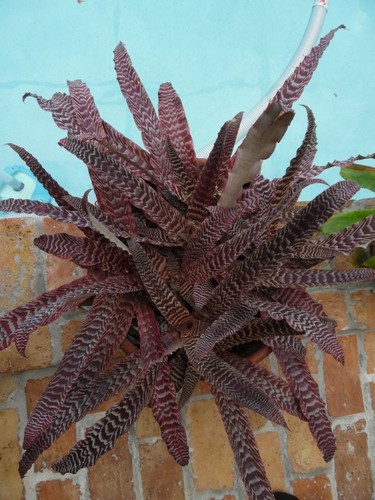 Cryptanthus pheasant tail - cryptanthus,