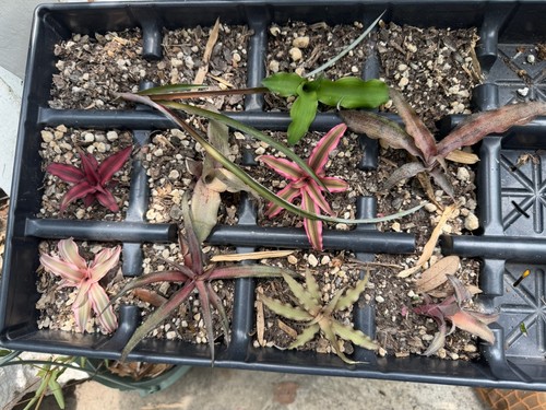 Cryptathus bromeliad earth - bromeliad,