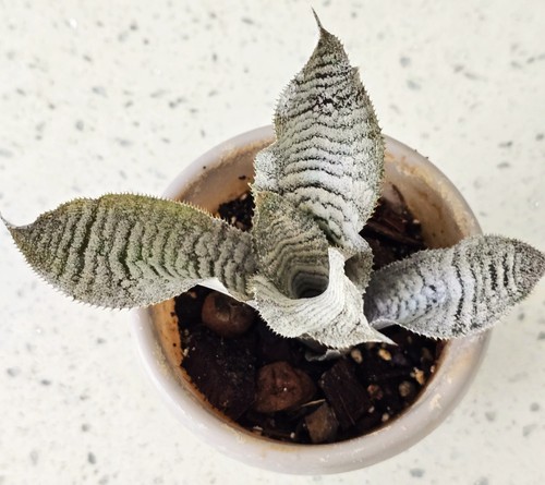 Cryptanthus frostbite - cryptanthus, 'frostbite"